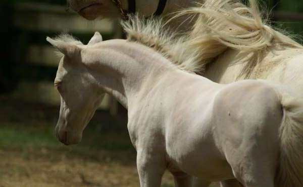Learn about our Miniature Horses